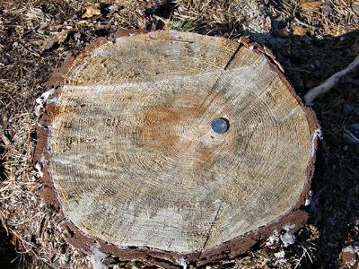 The southern pine borer can devastate the pitch pine tree. The southern pine borer can devastate the pitch pine tree.