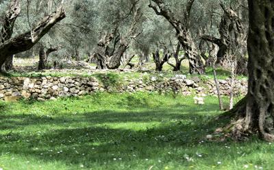 Olive trees in coastal Albania, where olive oil has been made the same way for centuries Olive trees in coastal Albania, where olive oil has been made the same way for centuries