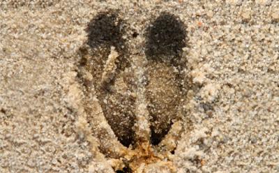 Deer, above, and other hooved animals run on their fore toes. Raccoons, below, have plantigrade feet, which meet the ground with both heal and forefoot simultaneously. Deer, above, and other hooved animals run on their fore toes. Raccoons, below, have plantigrade feet, which meet the ground with both heal and forefoot simultaneously.