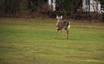 Though the Village of East Hampton’s contract with White Buffalo expired at the end of 2015, opponents of the deer sterilization program urged the village board to abandon any such action in the future. Though the Village of East Hampton’s contract with White Buffalo expired at the end of 2015, opponents of the deer sterilization program urged the village board to abandon any such action in the future.