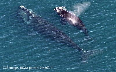 A right whale mother and her 2016 calf photographed in Cape Cod Bay on March 27 A right whale mother and her 2016 calf photographed in Cape Cod Bay on March 27