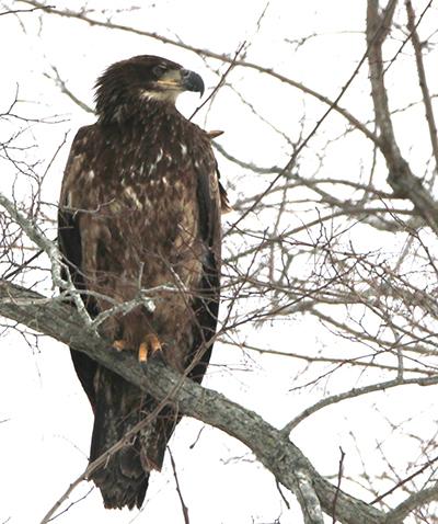 Bald eagles have returned to Long Island and have established nests at a number of spots on the East End.