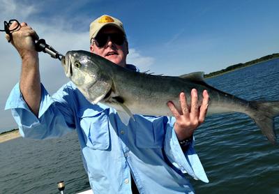 Ten angry pounds of bluefish were brought to the scale by Tom Duffy aboard Capt. Ken Raffery’s boat in Gardiner’s Bay on Sunday.