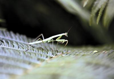 Praying mantises have eyes that can move independently to look at two objects at once.