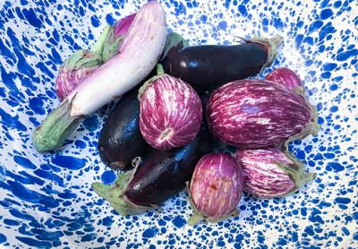 Eggplant is best eaten a couple of days after harvesting and gets bitter the longer it sits out. It should be stored at 50 degrees for best results.