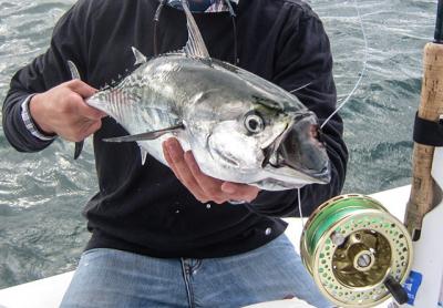 Jim Reynolds caught his first false albacore on a fly rod while fishing with Capt. Ken Rafferty. Jim Reynolds caught his first false albacore on a fly rod while fishing with Capt. Ken Rafferty.