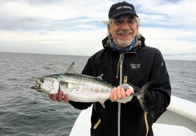 Bob Wilder caught this false albacore last Thursday in Gardiner’s Bay. Bob Wilder caught this false albacore last Thursday in Gardiner’s Bay.