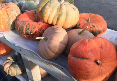 The cheese pumpkin, center, named so because of its resemblance to a wheel of cheese, has a dense flesh more akin to a butternut squash than to the standard carving pumpkin.