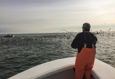 Jon Macca found himself in a striper blitz off Montauk on Saturday. Jon Macca found himself in a striper blitz off Montauk on Saturday.