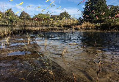 A new “green” design for Pussy’s Pond in Springs includes new plantings, now staked and flagged, and bioswales to trap runoff. A new “green” design for Pussy’s Pond in Springs includes new plantings, now staked and flagged, and bioswales to trap runoff.