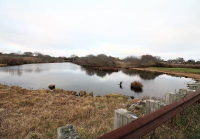 The East Hampton Town Trustees are taking a skeptical view of the Maidstone Club’s proposal to construct a bridge that would span a narrow section of Hook Pond in East Hampton. The East Hampton Town Trustees are taking a skeptical view of the Maidstone Club’s proposal to construct a bridge that would span a narrow section of Hook Pond in East Hampton.