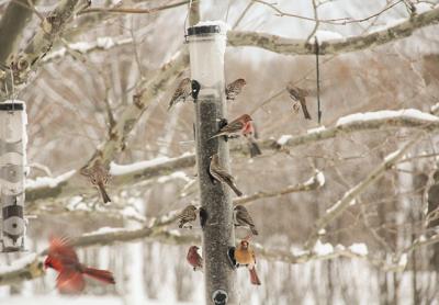 The comings and goings of birds to and from a feeder can provide endless hours of entertainment in the winter months. The comings and goings of birds to and from a feeder can provide endless hours of entertainment in the winter months.