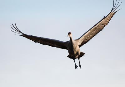 A sandhill crane, rarely seen in this area, has been spotted in Wainscott. A sandhill crane, rarely seen in this area, has been spotted in Wainscott.