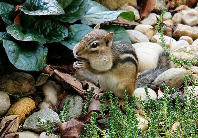 Fortunately for chipmunks, the fall of 2016 was a record one for acorns, allowing them to cache plenty of food for winter. Fortunately for chipmunks, the fall of 2016 was a record one for acorns, allowing them to cache plenty of food for winter.