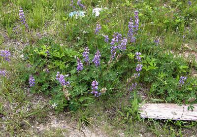 Wild blue lupine bloomed last week amid debris dumped off Town Line Road in Wainscott, not far from the East Hampton Airport.