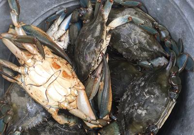 Jumbo blue-claw crabs have made an early-season appearance this season.