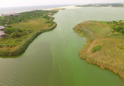 The blue-green organisms that cause the slicks on the local coastal ponds like Lake Agawam, Mill Pond, and Georgica Pond, to name a few of the worst blighted, are among the oldest organisms known to man. The blue-green organisms that cause the slicks on the local coastal ponds like Lake Agawam, Mill Pond, and Georgica Pond, to name a few of the worst blighted, are among the oldest organisms known to man.