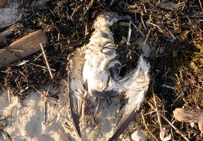 “Starvation is my lead, but why they starved is a whole other ballgame,” Frank Quevedo, the director of South Fork Natural History Museum and Nature Center, said of the dead shearwaters washing up on local beaches. “Starvation is my lead, but why they starved is a whole other ballgame,” Frank Quevedo, the director of South Fork Natural History Museum and Nature Center, said of the dead shearwaters washing up on local beaches.