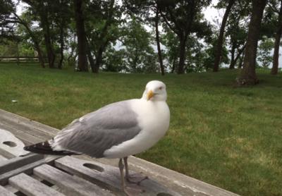 Martin the seagull Martin the seagull
