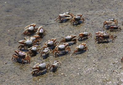 Fiddler crabs are up and at 'em as soon as the tide begins to ebb. Fiddler crabs are up and at 'em as soon as the tide begins to ebb.
