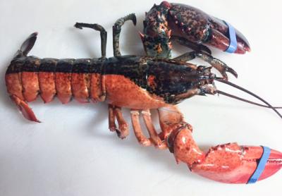 No, this bicolor lobster is not half-boiled. This curious 1.6-pounder arrived at Stuart’s Seafood Market in a shipment from Nova Scotia on Monday. Charlotte Sasso, the shop’s owner, said she plans to report it to the folks at the Long Island Aquarium in Riverhead.