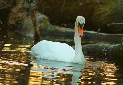 New York State, which had floated a proposal to eradicate the mute swan statewide a few years back, has a new plan to control the swan population in the downstate area through nonlethal means. New York State, which had floated a proposal to eradicate the mute swan statewide a few years back, has a new plan to control the swan population in the downstate area through nonlethal means.