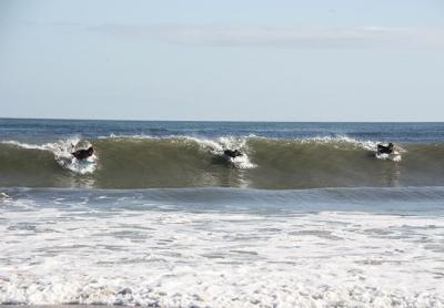 Hard ocean swells for the past few weeks have left surfcasters dismayed but spelled pure joy for surfers, who are seeing the best waves of the year. Hard ocean swells for the past few weeks have left surfcasters dismayed but spelled pure joy for surfers, who are seeing the best waves of the year.