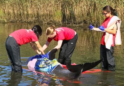 Members of the Riverhead Foundation for Marine Research and Preservation tried to rescue a bottlenose dolphin from Three Mile Harbor on Oct. 3, but it proved too sick to help. Members of the Riverhead Foundation for Marine Research and Preservation tried to rescue a bottlenose dolphin from Three Mile Harbor on Oct. 3, but it proved too sick to help.