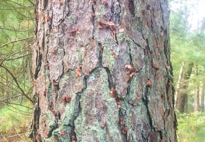 The southern pine beetle, which burrows under pine tree bark and creates these clumps of resin on tree trunks shown here, has killed about six acres of pines in East Hampton’s Northwest woods. The southern pine beetle, which burrows under pine tree bark and creates these clumps of resin on tree trunks shown here, has killed about six acres of pines in East Hampton’s Northwest woods.