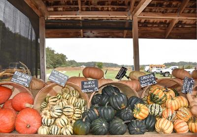 There’s more under the sun than pumpkin.