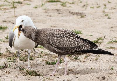 An adult herring gull fed a fish to an immature great black-backed gull. There are a number of species of gulls on the South Fork, each with slightly different markings and habits. An adult herring gull fed a fish to an immature great black-backed gull. There are a number of species of gulls on the South Fork, each with slightly different markings and habits.
