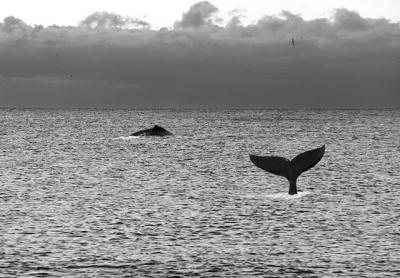 Last summer and into the fall, whales and dolphins could often be seen from the ocean beaches here. Last summer and into the fall, whales and dolphins could often be seen from the ocean beaches here.