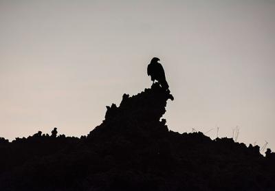 The female Galapagos hawk is polyandrous; she keeps more than one male on more than one nest at the same time. The female Galapagos hawk is polyandrous; she keeps more than one male on more than one nest at the same time.