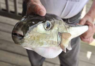 As ocean waters warm, warmer water fish species make their way farther and farther north. Above, a smooth puffer, typically found closer to Bermuda, was caught in the north rips of Montauk Point in the summer of 2016. As ocean waters warm, warmer water fish species make their way farther and farther north. Above, a smooth puffer, typically found closer to Bermuda, was caught in the north rips of Montauk Point in the summer of 2016.