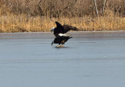 Bald eagles were spotted mating on Kellis Pond in Bridgehampton recently. Bald eagles were spotted mating on Kellis Pond in Bridgehampton recently.