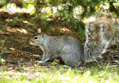 Gray squirrels nest in bundle-like stick-and-leaf dreys, built high in the trees. During a recent drive, hundreds of dreys were observed along the roadsides from Noyac to Amagansett.