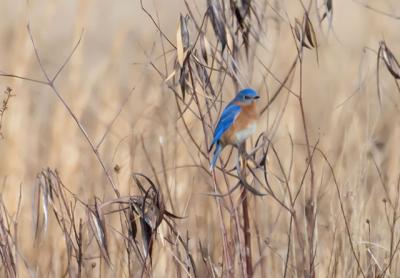 The eastern bluebird has been making a comeback on the East End since the late 1980s, and their appearance this month is another sign of the coming of spring. The eastern bluebird has been making a comeback on the East End since the late 1980s, and their appearance this month is another sign of the coming of spring.