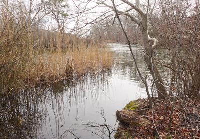 A study using DNA-based microbial source tracking indicates that dogs and birds are responsible for most of the fecal bacteria entering Georgica Pond. A study using DNA-based microbial source tracking indicates that dogs and birds are responsible for most of the fecal bacteria entering Georgica Pond.