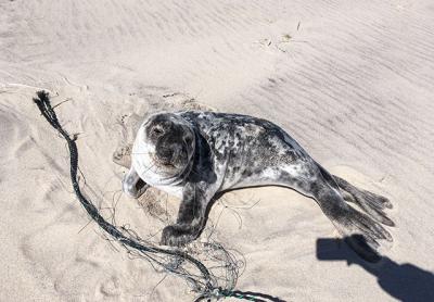 “He is lucky that he was found when he was,” Charles Bowman of the Riverhead Foundation for Marine Research and Preservation said of this seal, which had been entangled in gill netting. “He is lucky that he was found when he was,” Charles Bowman of the Riverhead Foundation for Marine Research and Preservation said of this seal, which had been entangled in gill netting.