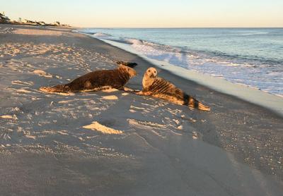 Harbor seals basked on an ocean beach last week. In the oceans, seals are both predator and prey. Harbor seals basked on an ocean beach last week. In the oceans, seals are both predator and prey.