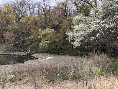 All of a sudden, trees have burst into bloom! All of a sudden, trees have burst into bloom!