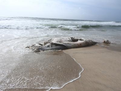 A decomposed whale that washed up on an East Hampton Village beach yesterday was probably dead for more than a week, according to Robert A. DiGiovanni Jr., the executive director and chief scientist at the Atlantic Marine Conservation Society. A decomposed whale that washed up on an East Hampton Village beach yesterday was probably dead for more than a week, according to Robert A. DiGiovanni Jr., the executive director and chief scientist at the Atlantic Marine Conservation Society.