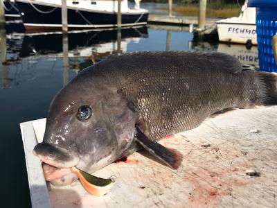 A blackfish jig with a green crab proved the right tool for the job.