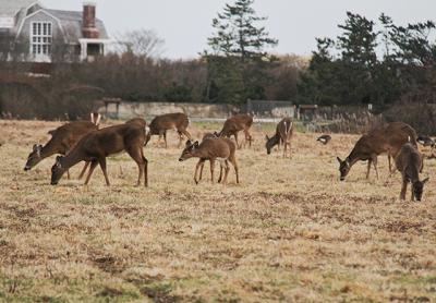 It is humans who are intruding on and despoiling wild animals’ territories, “not the other way around,” Larry Penny writes.