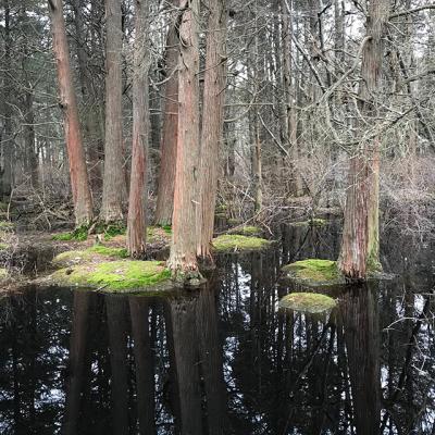 Atlantic white cedars, like these in North Sea, are the South Fork’s only native conifer that does well with roots standing in water.