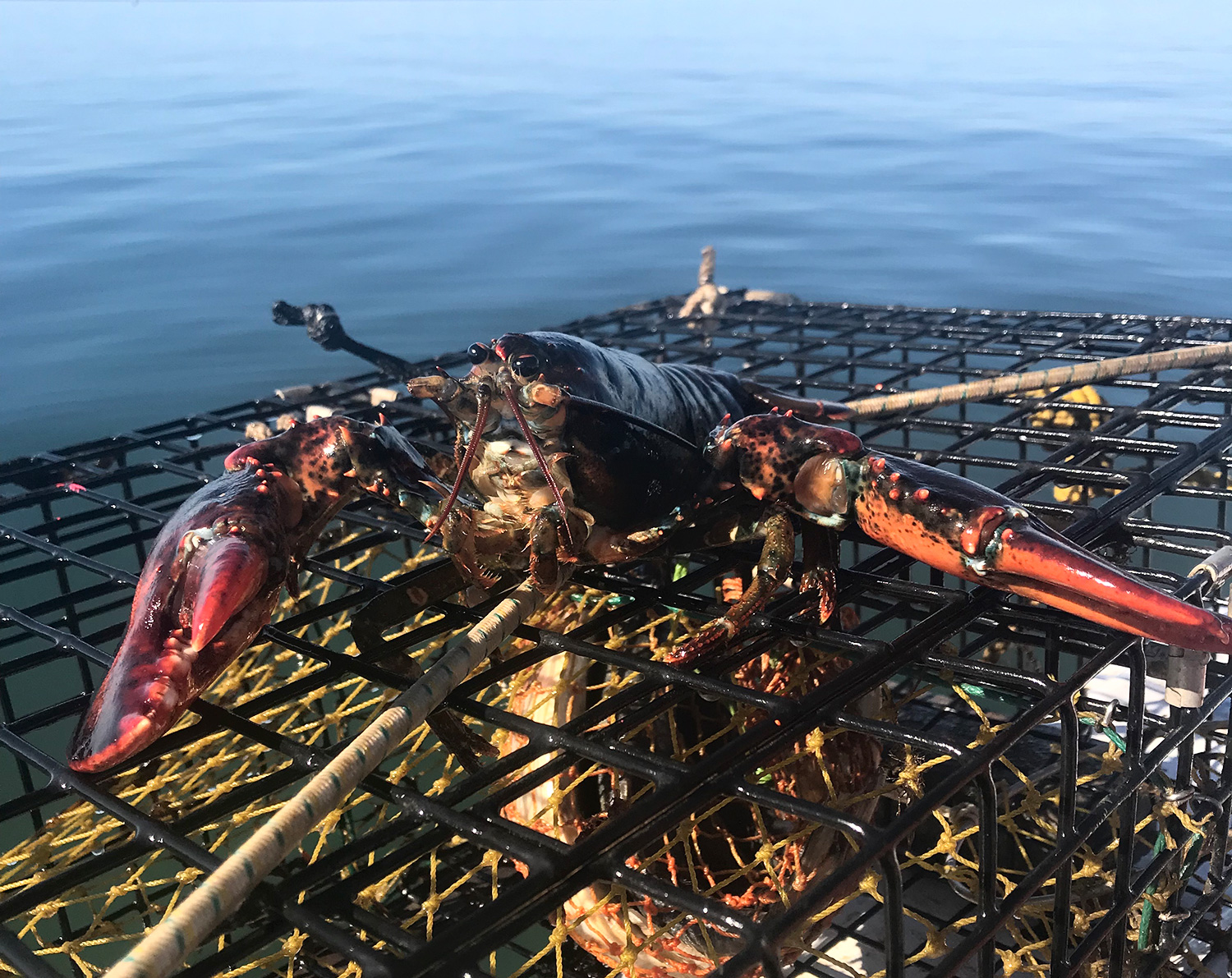When our fishing columnist checked his lobster traps recently, he not only secured dinner, he also found hope for the coming season.