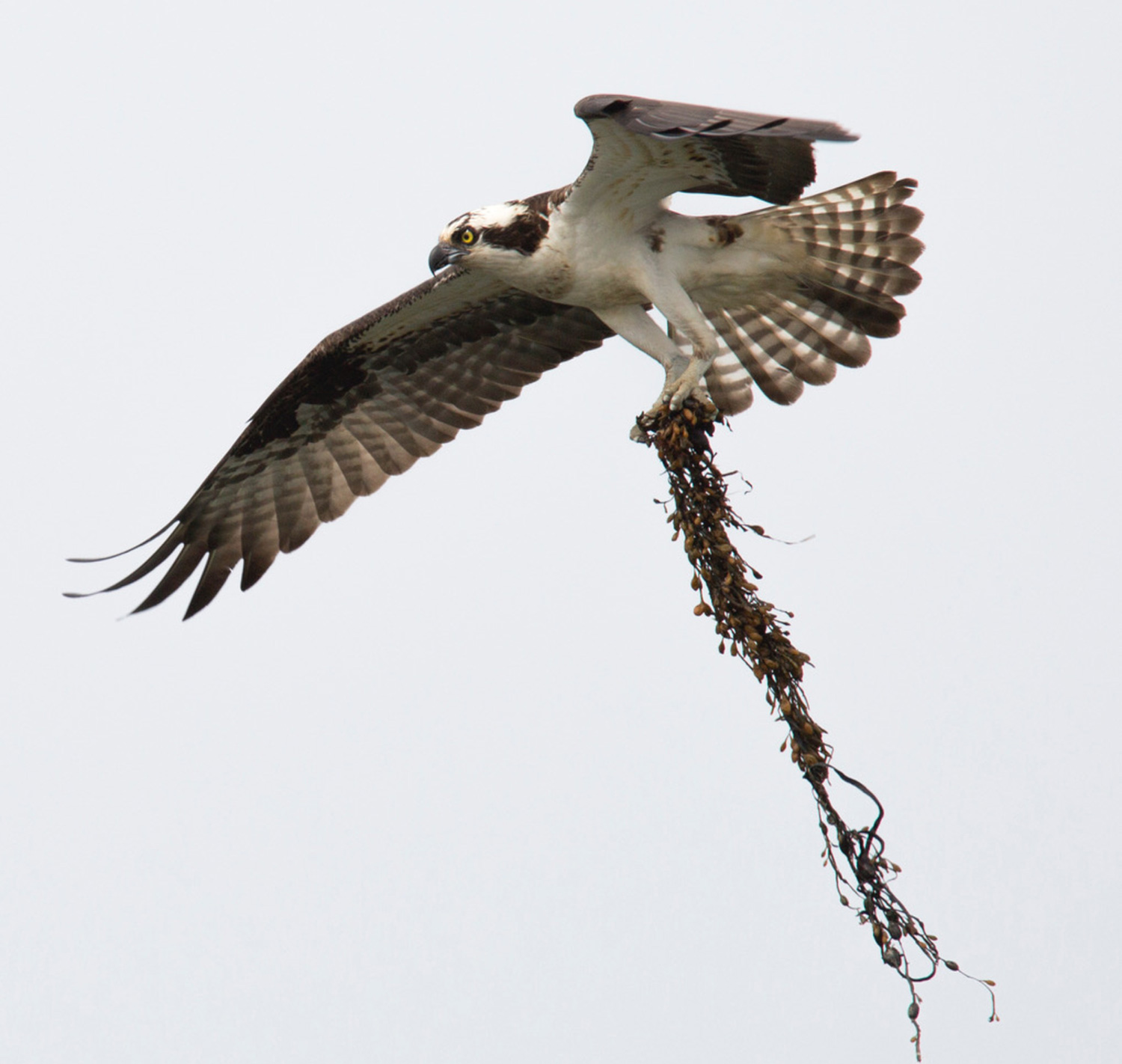 As this osprey padded its nest earlier this spring, not far behind were the migratory fish crows.