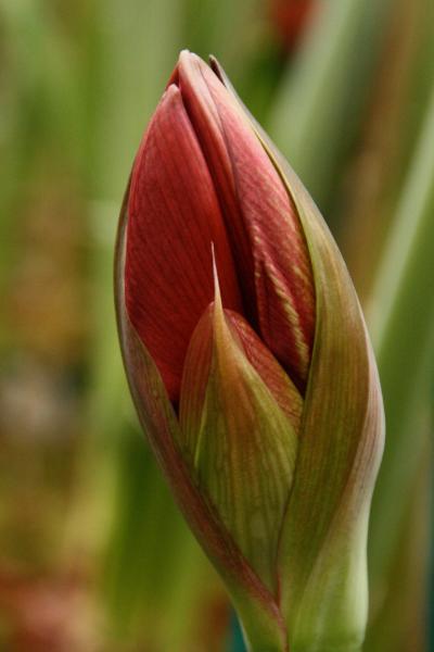 The Horticultural Alliance will begin making the rounds of local libraries to work with kids to plant amaryllis and teach them how to care for them at home. The bulbs should bloom by mid-December, making them a favorite holiday gift.
