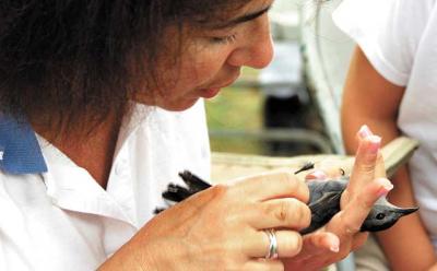Oksana Lane, a director at the Biodiversity Research Institute, took blood from a catbird on Shelter Island to test for mercury levels. Oksana Lane, a director at the Biodiversity Research Institute, took blood from a catbird on Shelter Island to test for mercury levels.