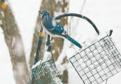 On Monday, as snow blanketed the ground for the third time this spring, a blue jay found a ready meal at a backyard feeder. On Monday, as snow blanketed the ground for the third time this spring, a blue jay found a ready meal at a backyard feeder.